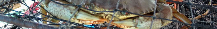 Sailing Story Galleries - Mud Crab, Northern Territory